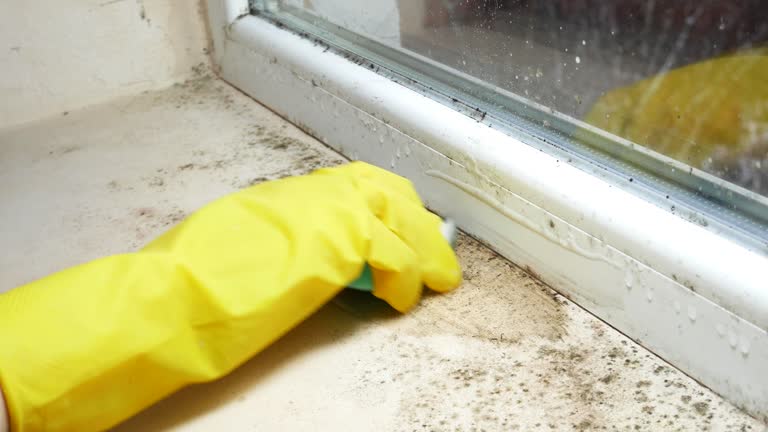 Best Attic Mold Removal  in Dade City, FL